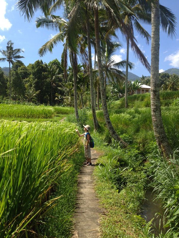 Мундук, остров Бали - зеленые холмы, пальмы и рисовые плантации.