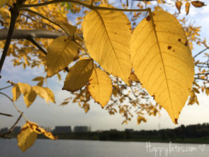 Осень в Москве, парк 850-летия
