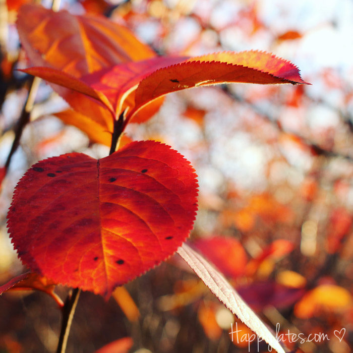 Осень в Москве, парк 850-летия, осенние листья