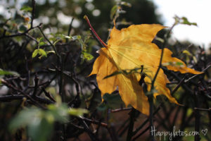 Осень в Москве, парк 850-летия, осенние листья
