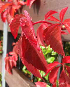 Осенние листья, дикий виноград