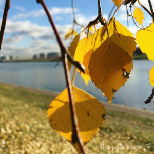 Осень в Москве, парк 850-летия, осенние листья, Москва-река