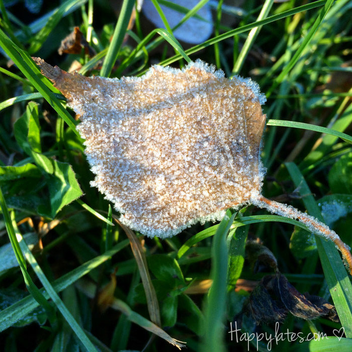 Осень в Москве, парк 850-летия, осенние листья, иней