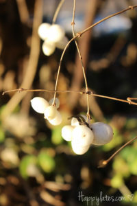 Осень в Москве, парк 850-летия, снежноягодник